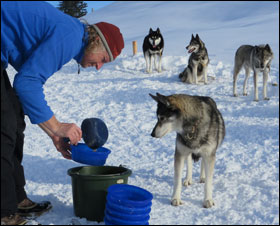 Tr&auml;nken der Hunde mit Suppe...